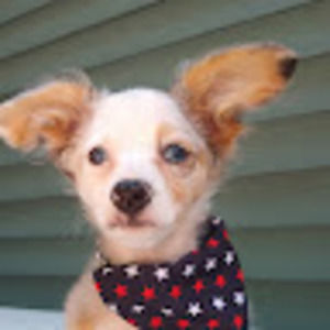 Meet your Posher, Devon